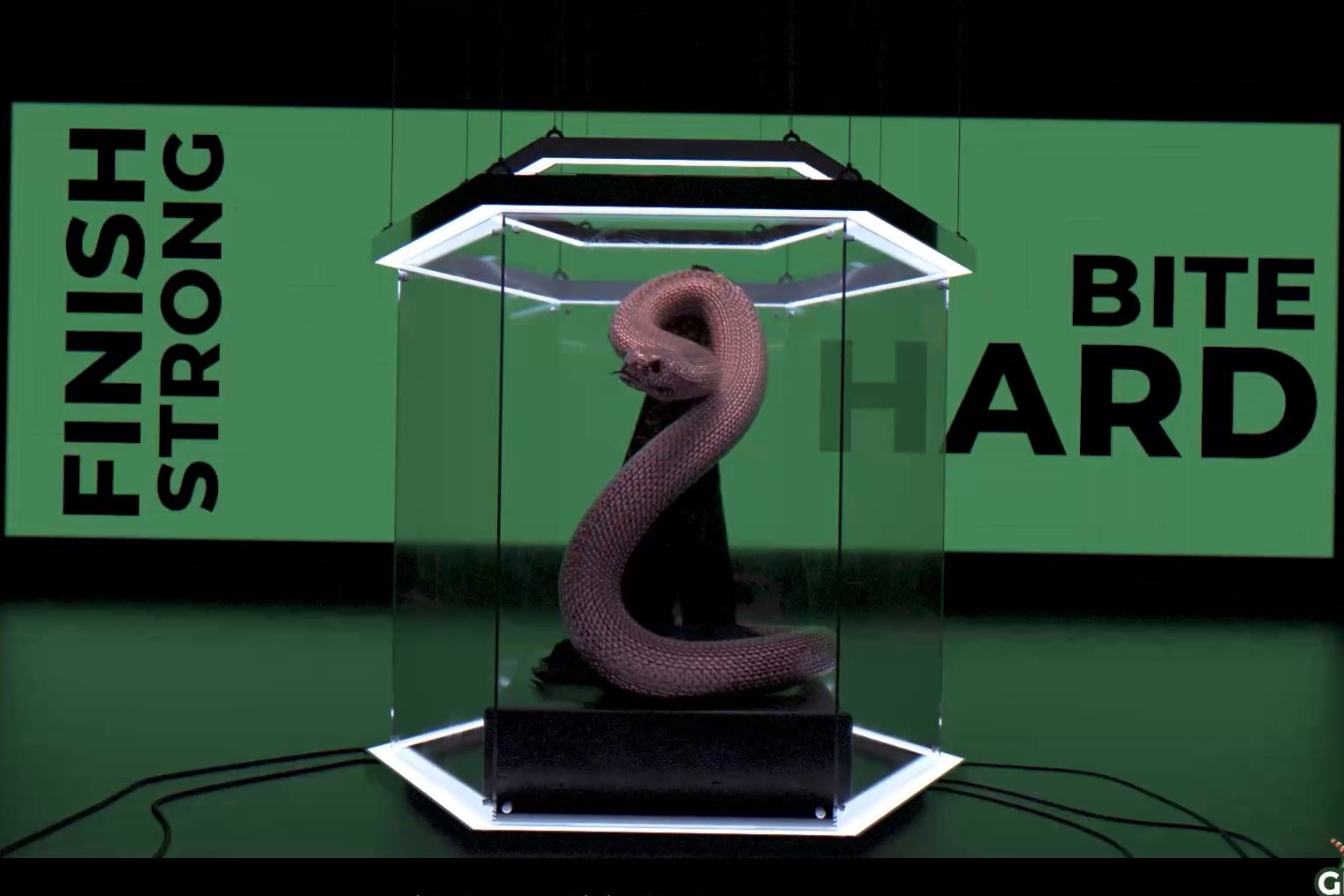 The Rattlesnake Open trophy in an illuminated display case, framed by sports-inspired typography